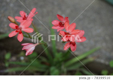 アヤメ アヤメ 78399510