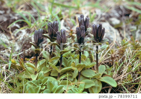 ヨコヤマリンドウ（北海道・大雪山） 78399711