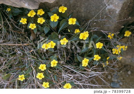 エゾキスミレ(北海道・アポイ岳) エゾキスミレ(北海道・アポイ岳) 78399728