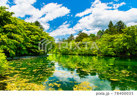長野県 軽井沢　新緑の雲場池 78400035