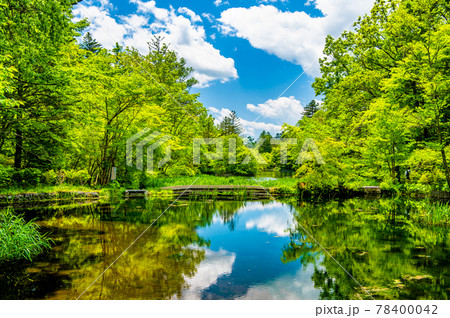 長野県 軽井沢 新緑の雲場池 長野県 軽井沢 新緑の雲場池 78400042