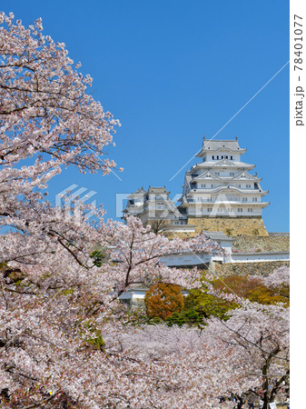 満開の桜と姫路城 満開の桜と姫路城 78401077