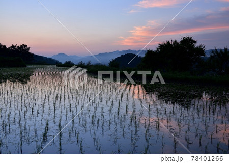 宇陀安田の棚田 78401266