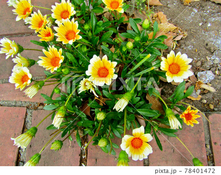 植物、カザニアの花 植物、カザニアの花 78401472