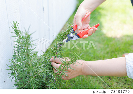 ハーブ ガーデニング 手 女性 ハーブ ガーデニング 手 女性 78401779