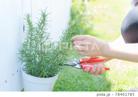 ハーブ　ガーデニング　手　女性 78401785