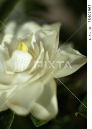 ソフトフォーカスのクチナシの花クローズアップ 78401963