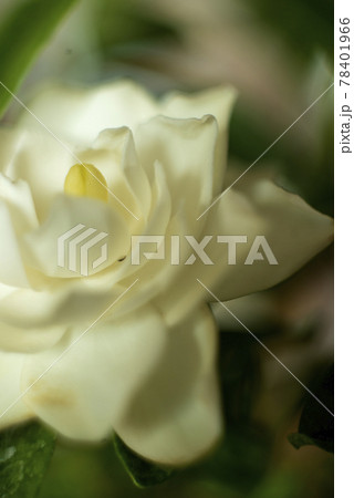 ソフトフォーカスのクチナシの花クローズアップ 78401966