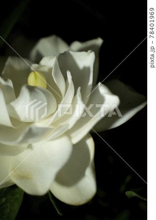 ソフトフォーカスのクチナシの花クローズアップ 78401969