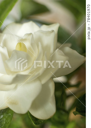 ソフトフォーカスのクチナシの花クローズアップ ソフトフォーカスのクチナシの花クローズアップ 78401970