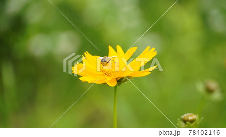 花 ミツバチ 大きなグムギェグク 78402146