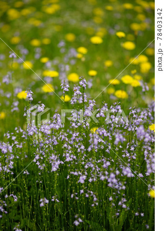 松葉海蘭 78403142