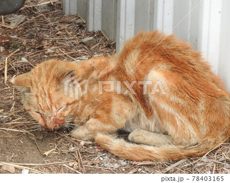 野良猫 のらねこ ノラ猫 78403165