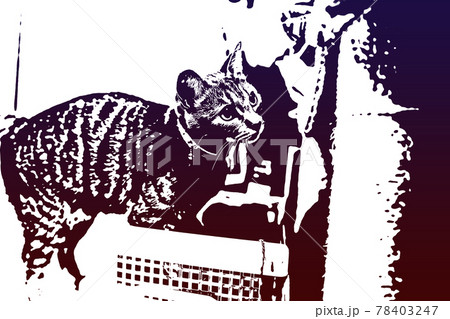猫 ネコ ねこ キジトラ 白 グレー 子猫 雌 メス 雌ねこ 雌ネコ 雌猫 元気 かわいい 癒し 78403247