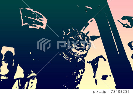 猫 ネコ ねこ キジトラ 白 グレー 子猫 雌 メス 雌ねこ 雌ネコ 雌猫 元気 かわいい 癒し 78403252