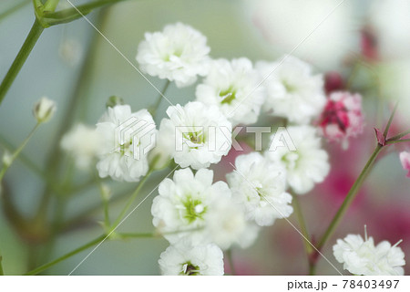 白いカスミソウの花のクローズアップ写真です。学名はGypsophila elegansです。 78403497