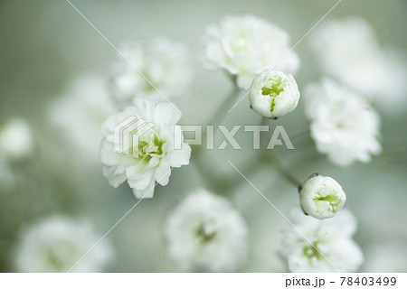 白いカスミソウの花のクローズアップ写真です。学名はGypsophila elegansです。 78403499