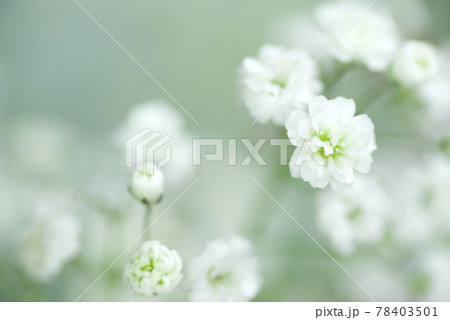 白いカスミソウの花のクローズアップ写真です。学名はGypsophila elegansです。 78403501
