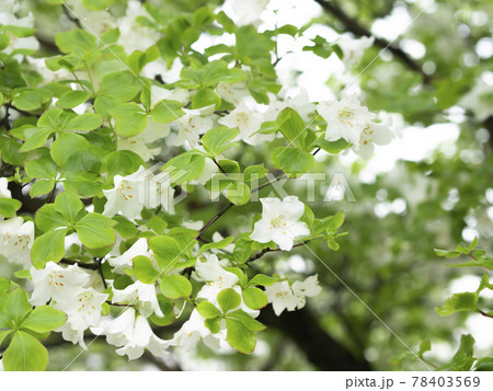 5月の花　シロヤシオ　ゴヨウツツジ 78403569