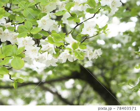 5月の花 シロヤシオ ゴヨウツツジ 5月の花 シロヤシオ ゴヨウツツジ 78403571