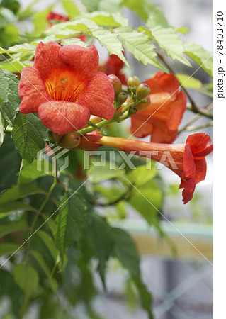 オレンジ色のアメリカノウゼンカズラの花 78403710