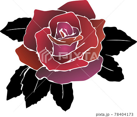 薔薇 バラ科 バラ 78404173