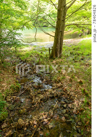 兵庫県三田市にある母子大池の畔に立つ落羽松とその気根 兵庫県三田市にある母子大池の畔に立つ落羽松とその気根 78404826