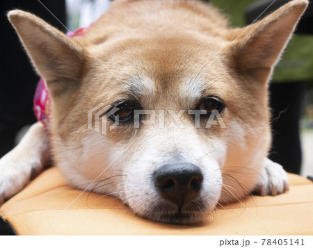 リラックスしてくつろぐかわいい柴犬ワンコの写真素材
