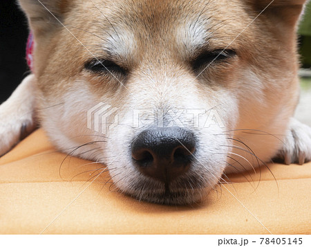 リラックスしてくつろぐかわいい柴犬の写真素材