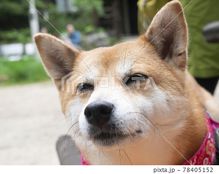 リラックスしてくつろぐかわいい柴犬の笑顔の写真素材
