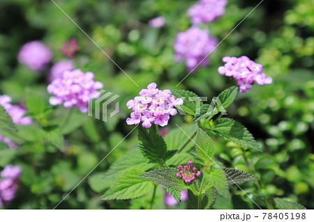 ピンク色のランタナの花  78405198