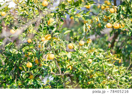 ゆず 果物の栽培 ゆず 果物の栽培 78405216