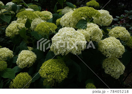 紫陽花 78405218