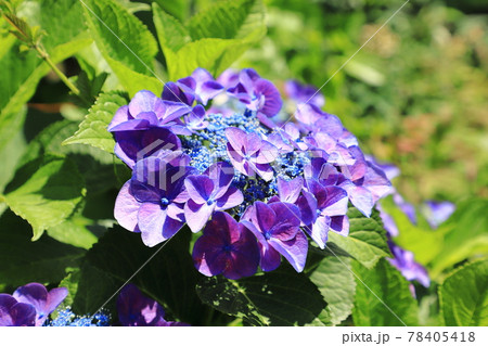色とりどりの額紫陽花(ガクアジサイ) 色とりどりの額紫陽花(ガクアジサイ) 78405418