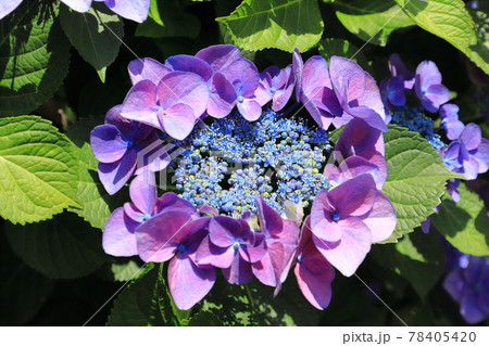 色とりどりの額紫陽花(ガクアジサイ) 色とりどりの額紫陽花(ガクアジサイ) 78405420