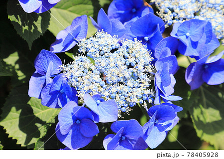 色とりどりの額紫陽花(ガクアジサイ) 色とりどりの額紫陽花(ガクアジサイ) 78405928