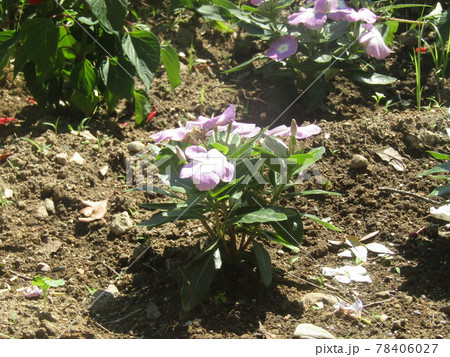 ニチニチ草の白色の花 ニチニチ草の白色の花 78406027