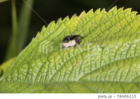 コトゲアシクモバチ 78406115