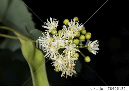 セイヨウボダイジュの写真素材