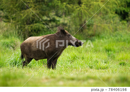 Adult wild boar with big snout standing in tranquil green forest Adult wild boar with big snout standing in tranquil green forest 78406198