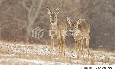 Two roe deer walking on meadow while snow is falling around in winter Two roe deer walking on meadow while snow is falling around in winter 78406199