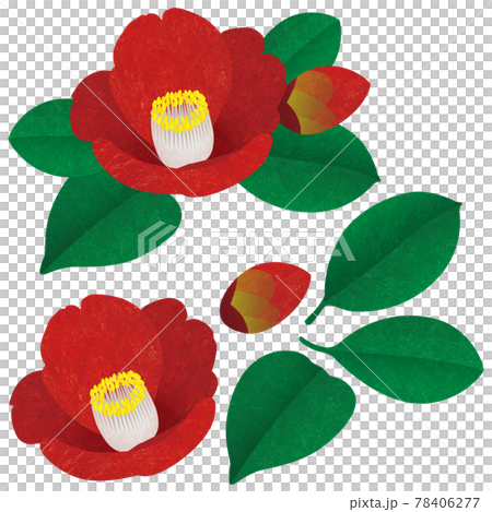 椿 ツバキ つばき_パーツ 椿 ツバキ つばき_パーツ 78406277