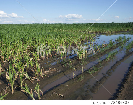 Water-flooded corn crops. Flooding in agricultural areas. Scenery. 78406388