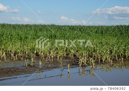 Water-flooded corn crops. Flooding in agricultural areas. Scenery. Water-flooded corn crops. Flooding in agricultural areas. Scenery. 78406392