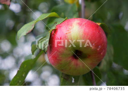 One large red-sided apple on a tree branch, close-up. Ripe fruit. One large red-sided apple on a tree branch, close-up. Ripe fruit. 78406735