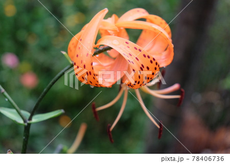 Single spotted lily flower on a blurred background, close-up Single spotted lily flower on a blurred background, close-up 78406736