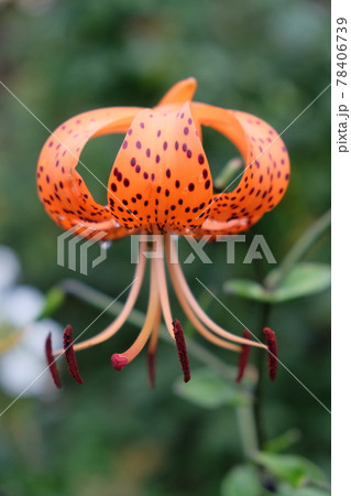 Single spotted lily flower on a blurred background, close-up 78406739