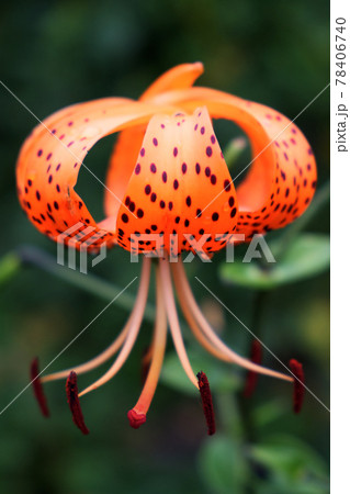 Single spotted lily flower on a blurred background, close-up Single spotted lily flower on a blurred background, close-up 78406740