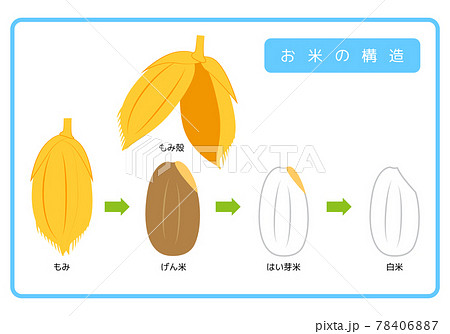 日本語版 お米の構造図 もみ殻 玄米 胚芽米 白米 ぬか層 断面図 イラスト ベクター 78406887