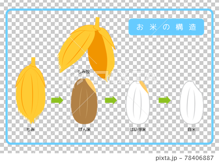 日本語版 お米の構造図 もみ殻 玄米 胚芽米 白米 ぬか層 断面図 イラスト ベクター 78406887